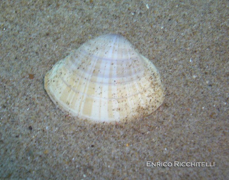 Mactra stultorum